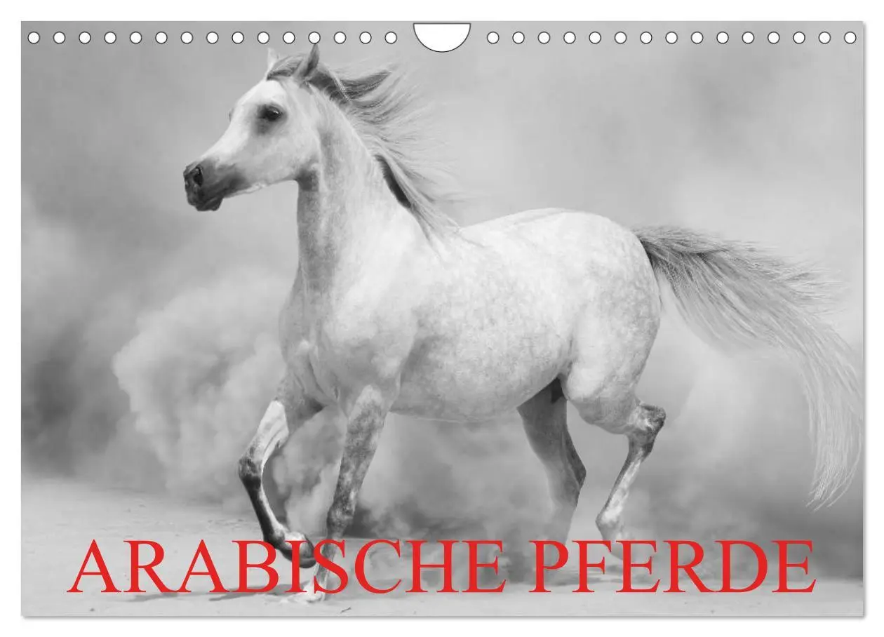 Cover: 9783516125207 | Arabische Pferde (Wandkalender 2026 DIN A4 quer), CALVENDO...