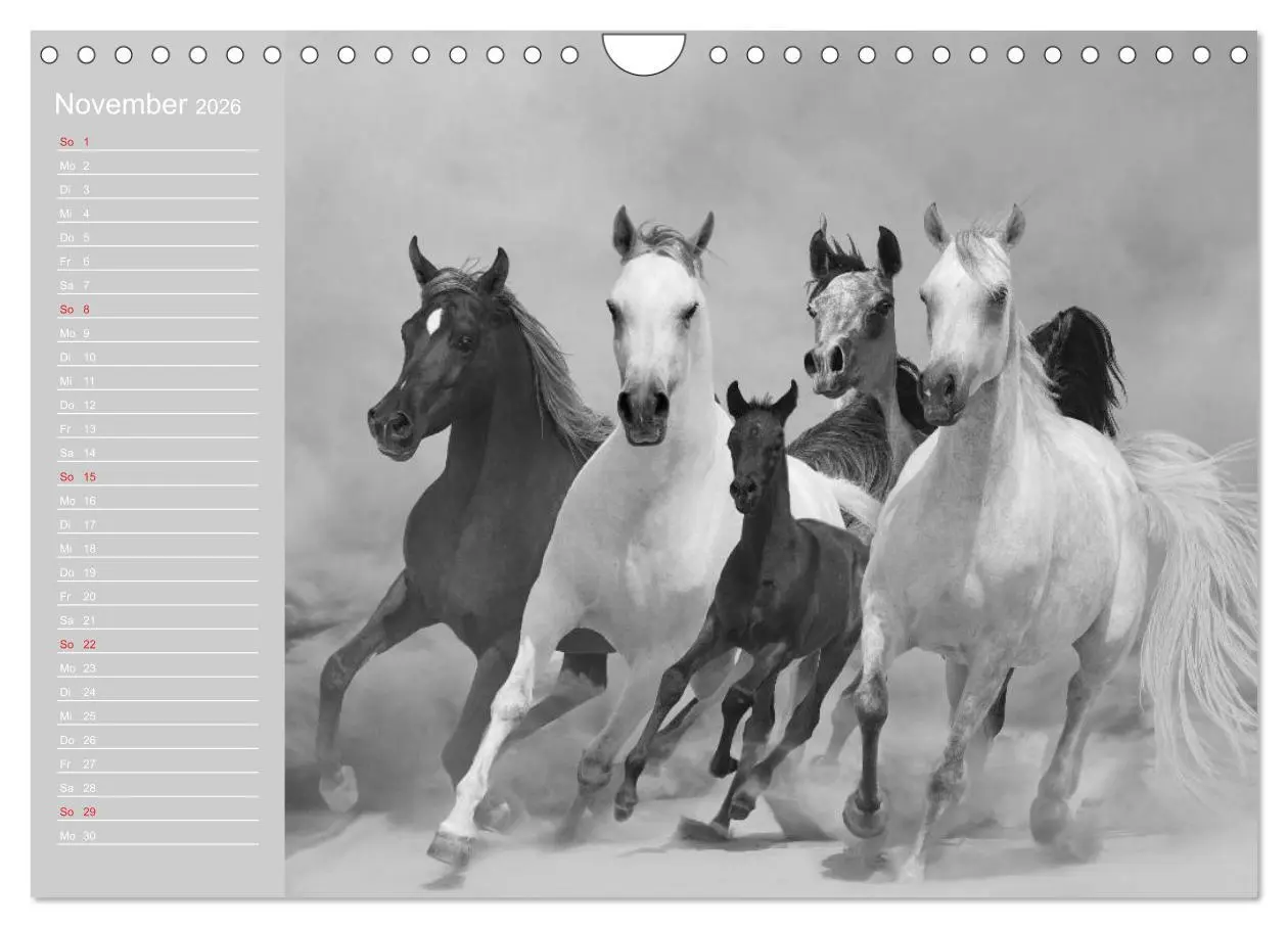 Bild: 9783516125207 | Arabische Pferde (Wandkalender 2026 DIN A4 quer), CALVENDO...