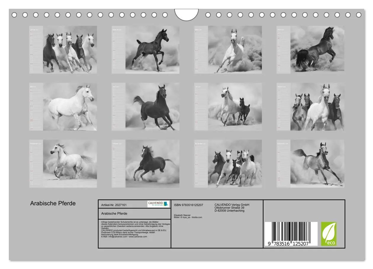 Bild: 9783516125207 | Arabische Pferde (Wandkalender 2026 DIN A4 quer), CALVENDO...