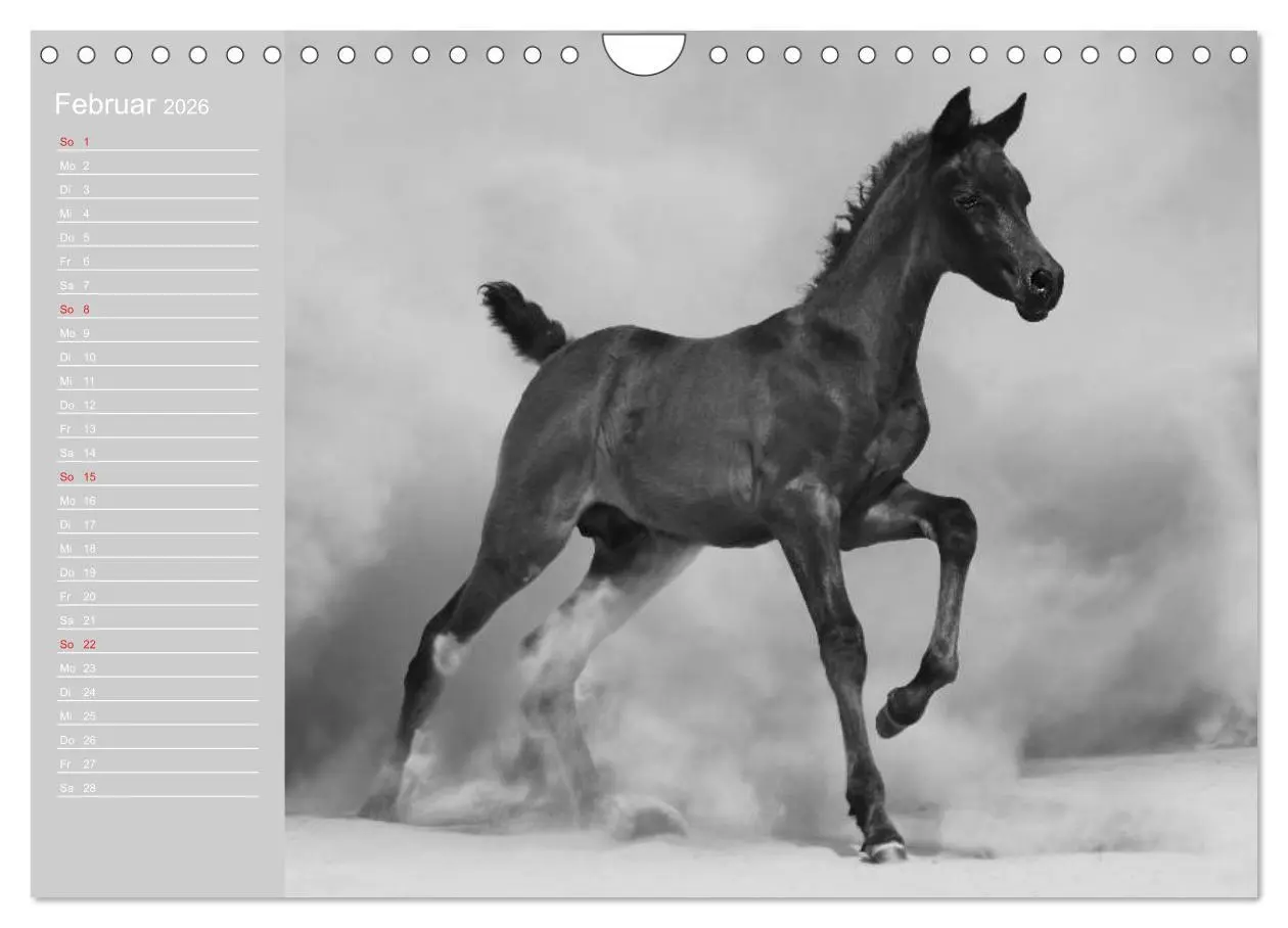 Bild: 9783516125207 | Arabische Pferde (Wandkalender 2026 DIN A4 quer), CALVENDO...