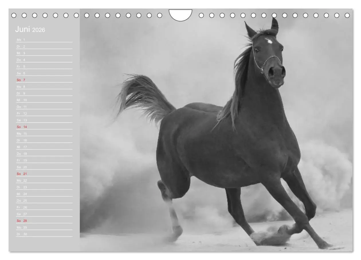 Bild: 9783516125207 | Arabische Pferde (Wandkalender 2026 DIN A4 quer), CALVENDO...