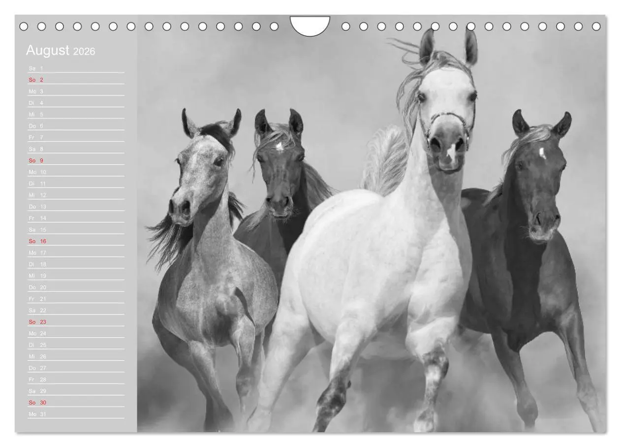 Bild: 9783516125207 | Arabische Pferde (Wandkalender 2026 DIN A4 quer), CALVENDO...