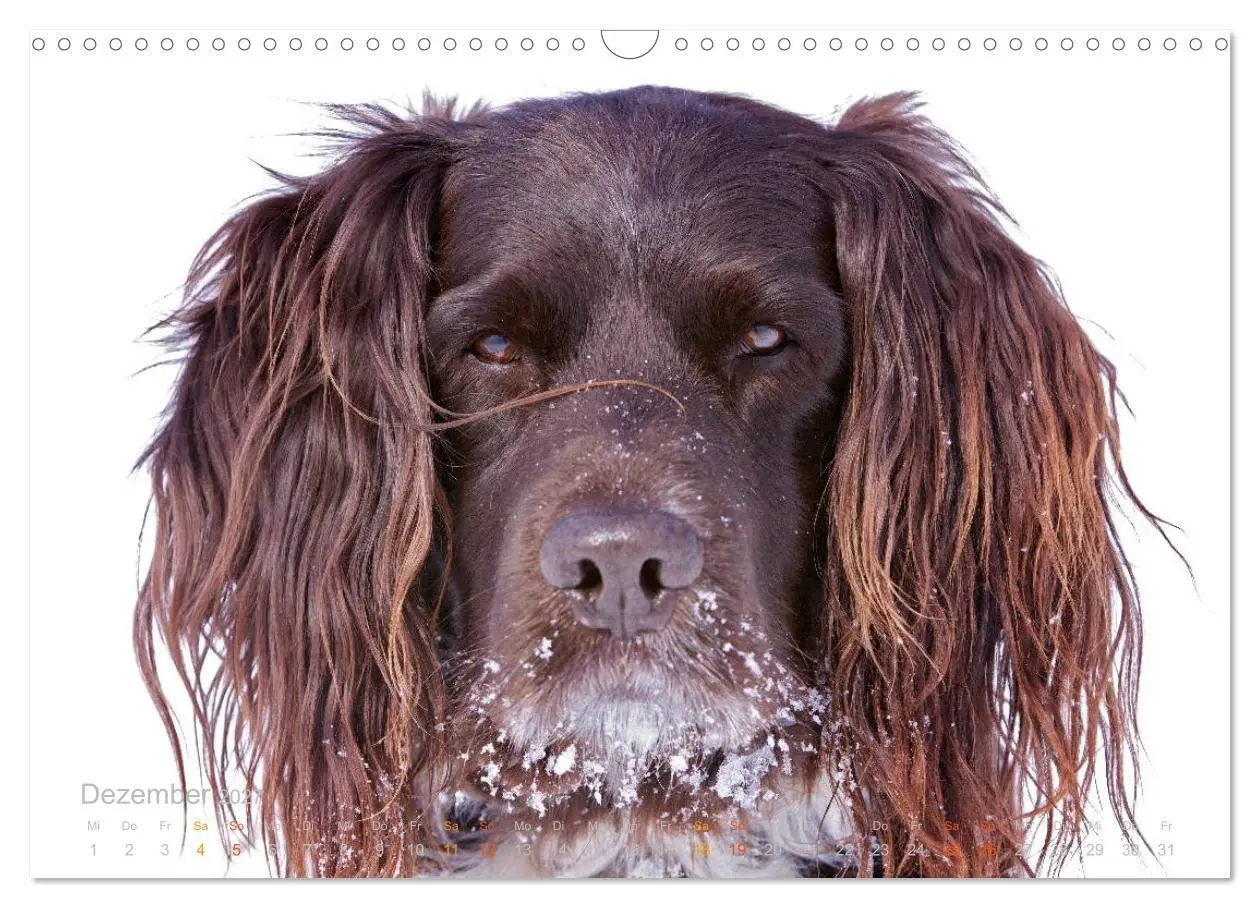 Bild: 9783569835207 | Faszination Jagdhund - Kleiner Münsterländer (Wandkalender 2027 DIN...