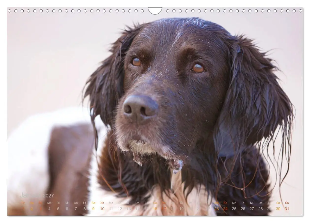 Bild: 9783569835207 | Faszination Jagdhund - Kleiner Münsterländer (Wandkalender 2027 DIN...