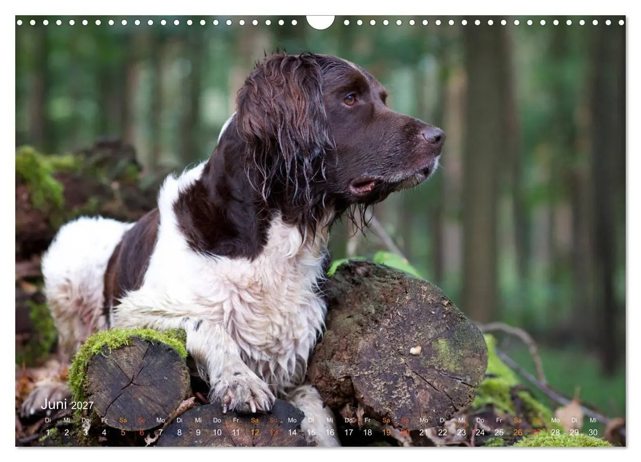 Bild: 9783569835207 | Faszination Jagdhund - Kleiner Münsterländer (Wandkalender 2027 DIN...