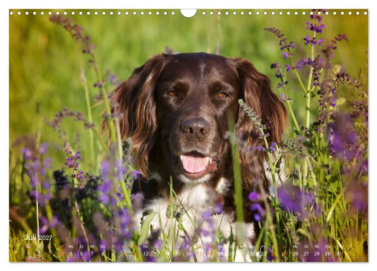 Bild: 9783569835207 | Faszination Jagdhund - Kleiner Münsterländer (Wandkalender 2027 DIN...