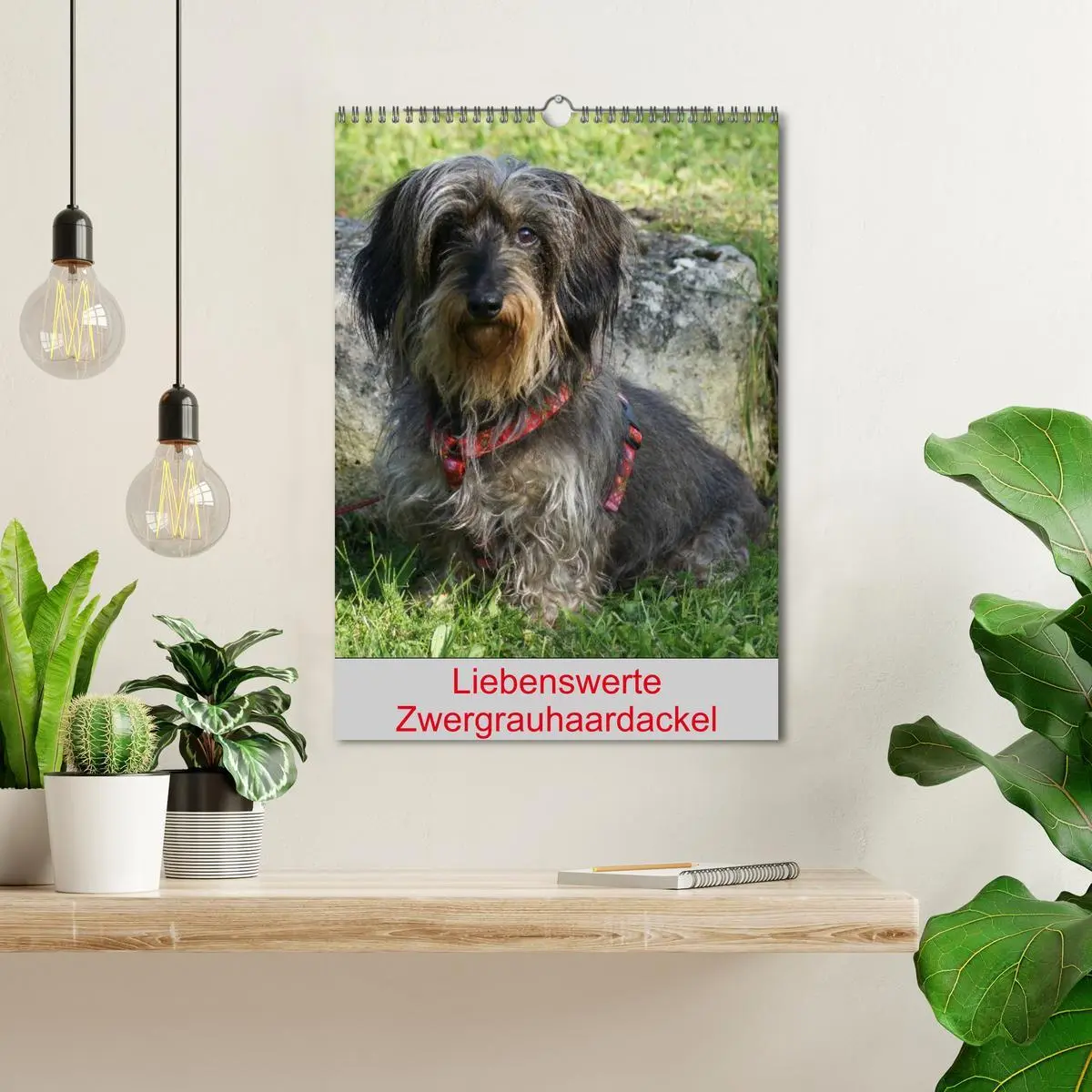 Bild: 9783516425307 | Liebenswerte Zwergrauhaardackel (Wandkalender 2026 DIN A3 hoch),...