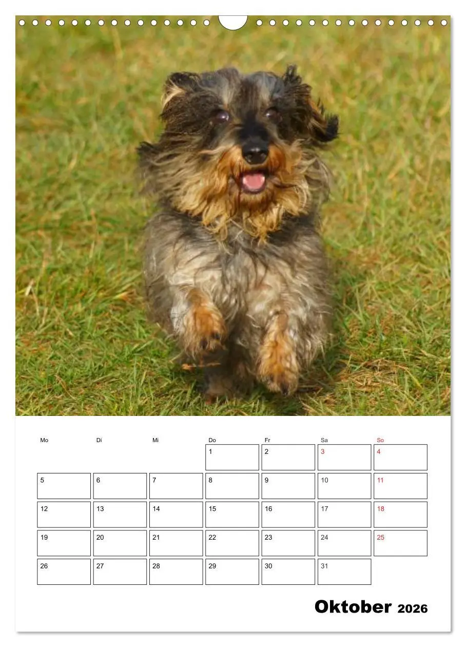Bild: 9783516425307 | Liebenswerte Zwergrauhaardackel (Wandkalender 2026 DIN A3 hoch),...