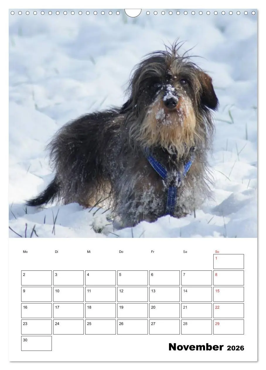 Bild: 9783516425307 | Liebenswerte Zwergrauhaardackel (Wandkalender 2026 DIN A3 hoch),...