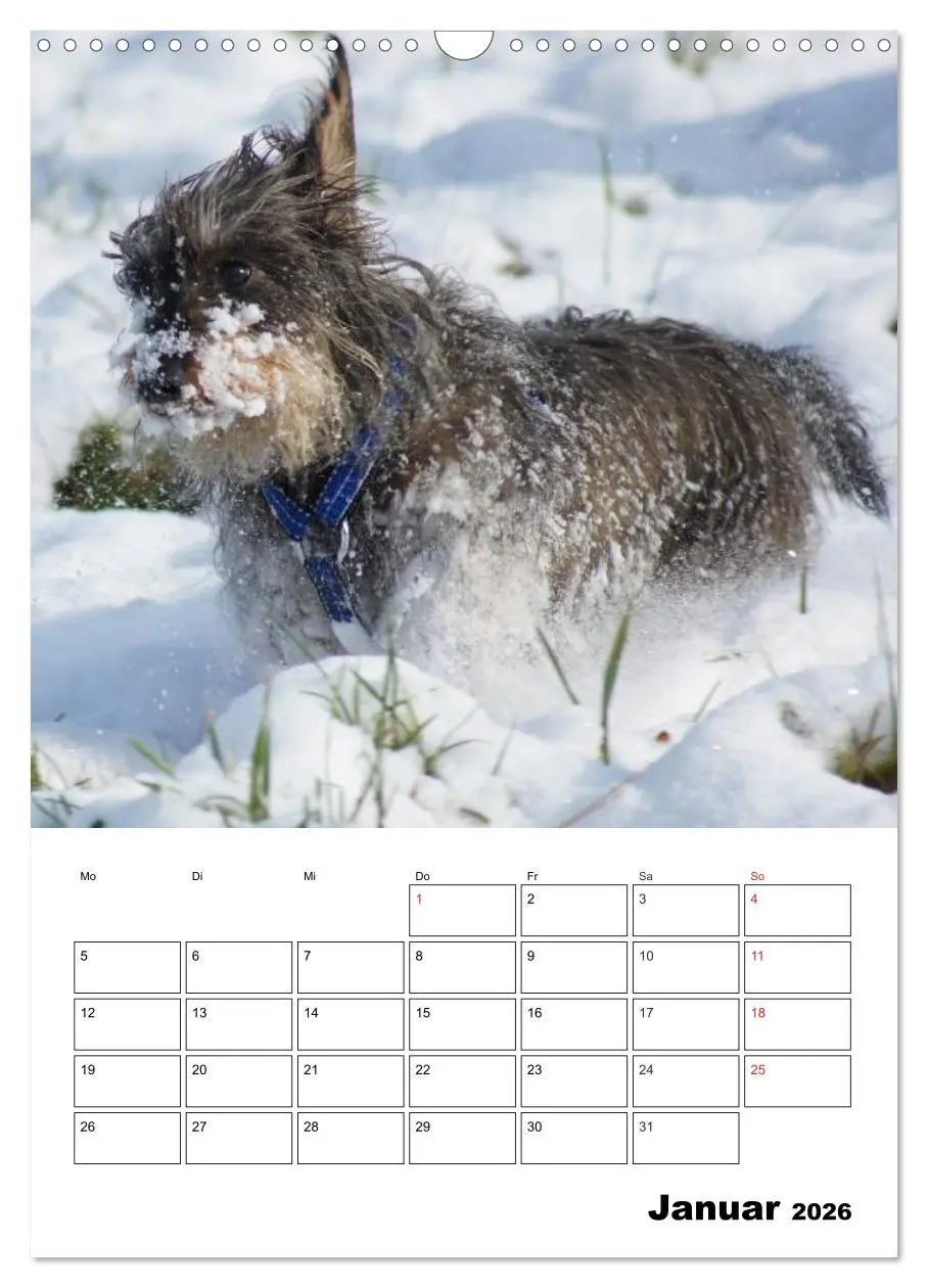 Bild: 9783516425307 | Liebenswerte Zwergrauhaardackel (Wandkalender 2026 DIN A3 hoch),...