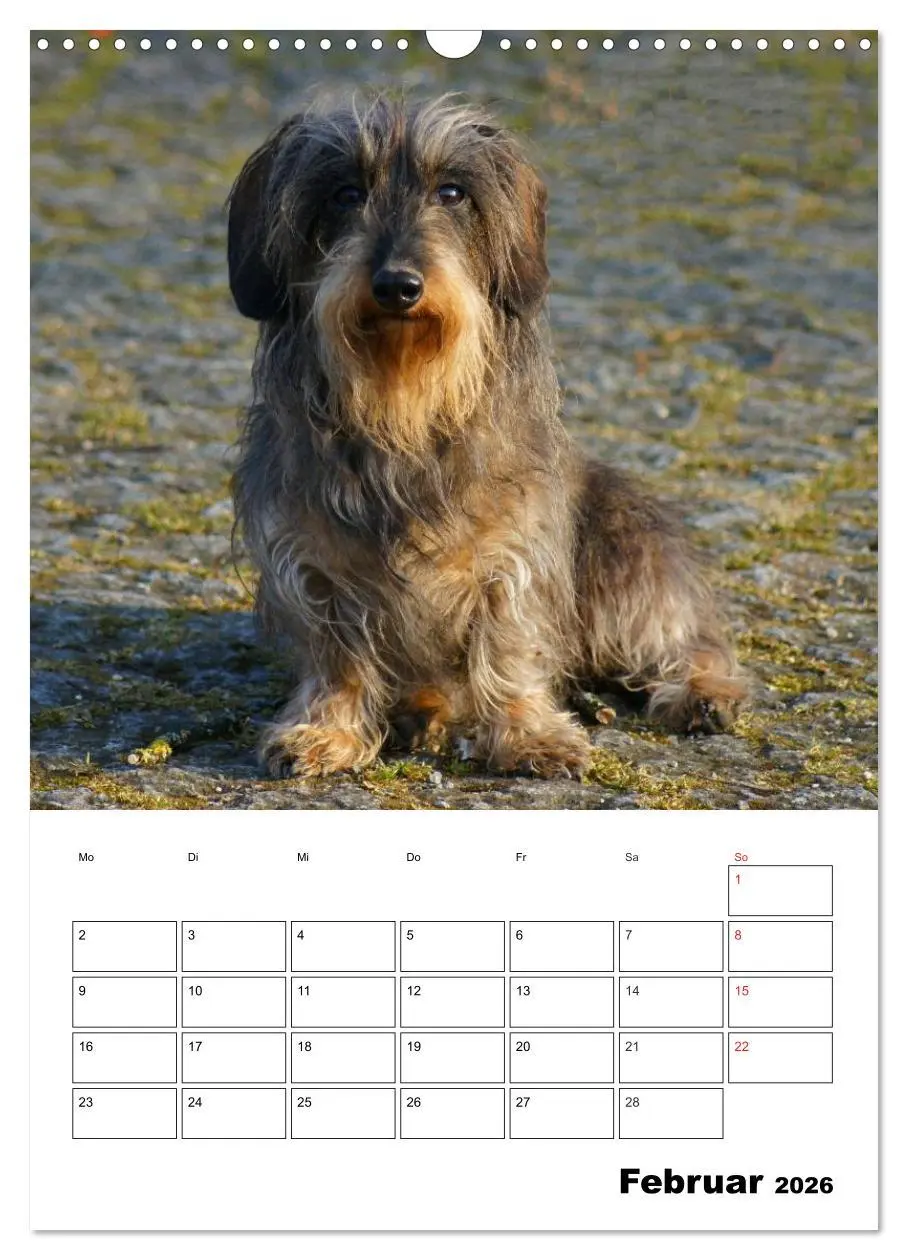 Bild: 9783516425307 | Liebenswerte Zwergrauhaardackel (Wandkalender 2026 DIN A3 hoch),...