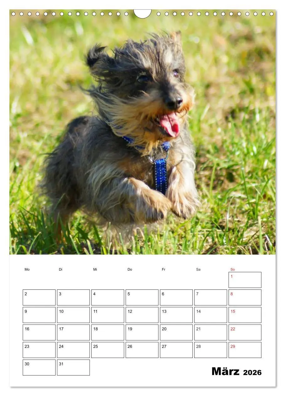 Bild: 9783516425307 | Liebenswerte Zwergrauhaardackel (Wandkalender 2026 DIN A3 hoch),...