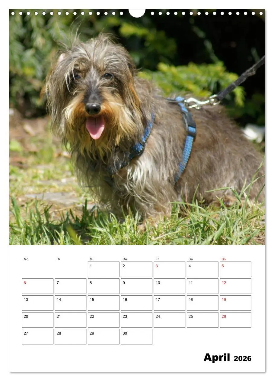 Bild: 9783516425307 | Liebenswerte Zwergrauhaardackel (Wandkalender 2026 DIN A3 hoch),...