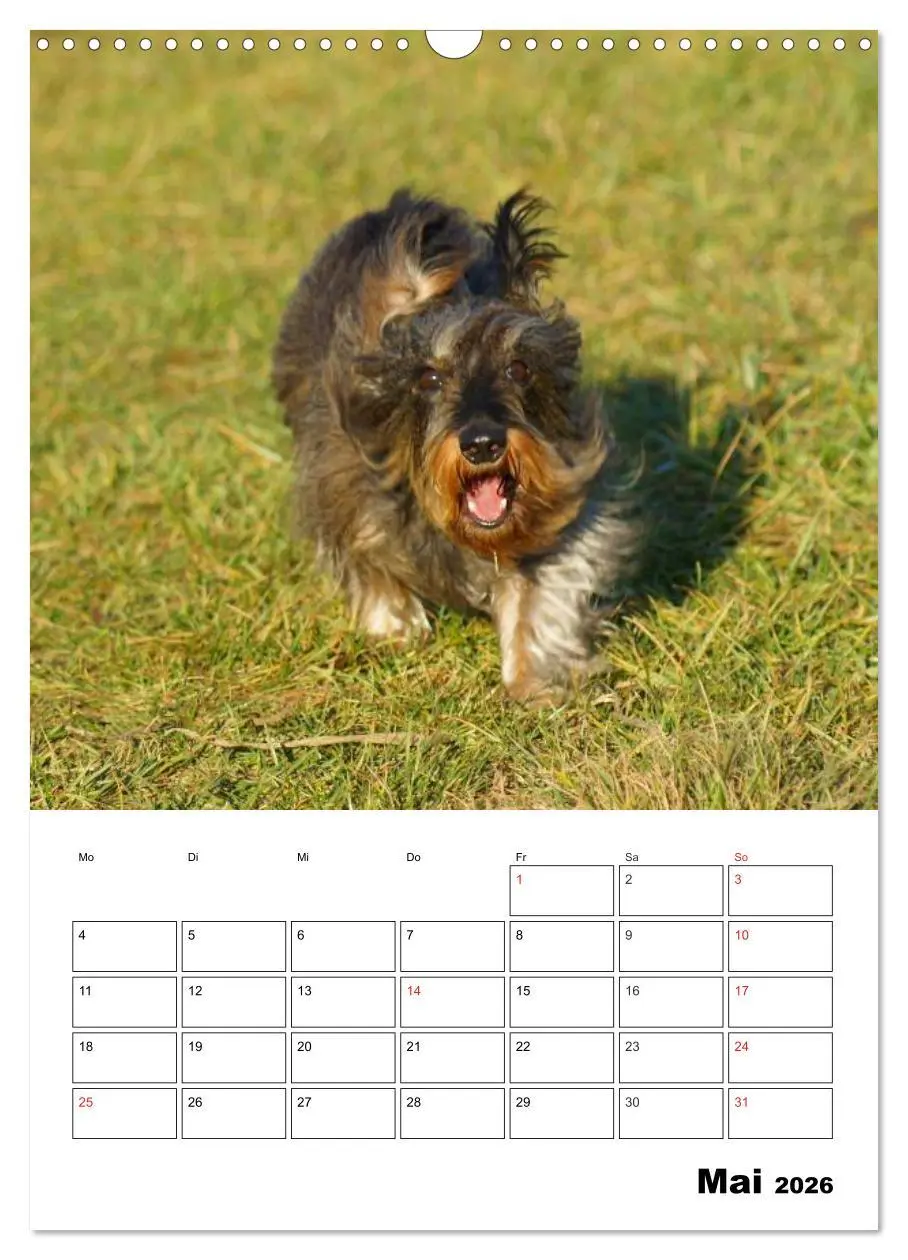 Bild: 9783516425307 | Liebenswerte Zwergrauhaardackel (Wandkalender 2026 DIN A3 hoch),...
