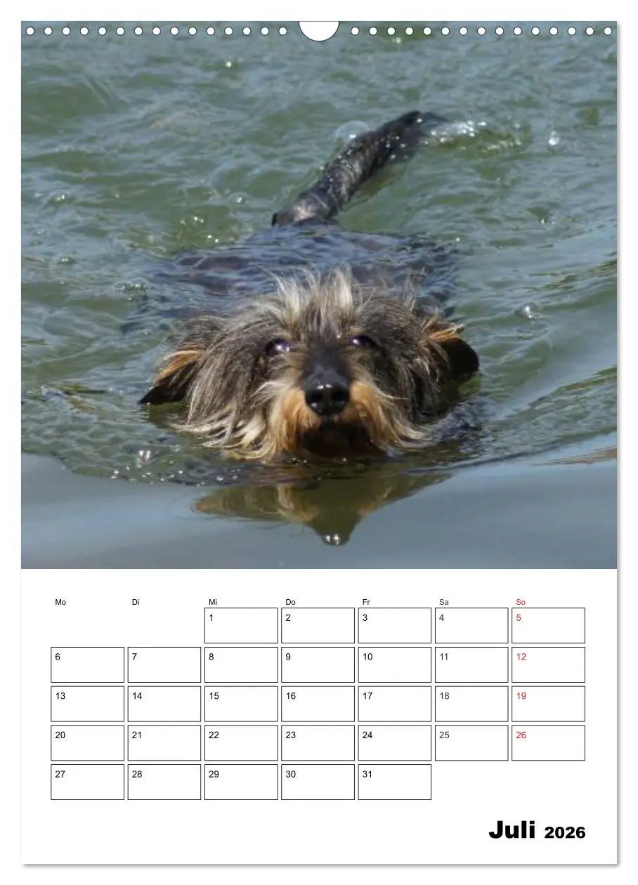 Bild: 9783516425307 | Liebenswerte Zwergrauhaardackel (Wandkalender 2026 DIN A3 hoch),...
