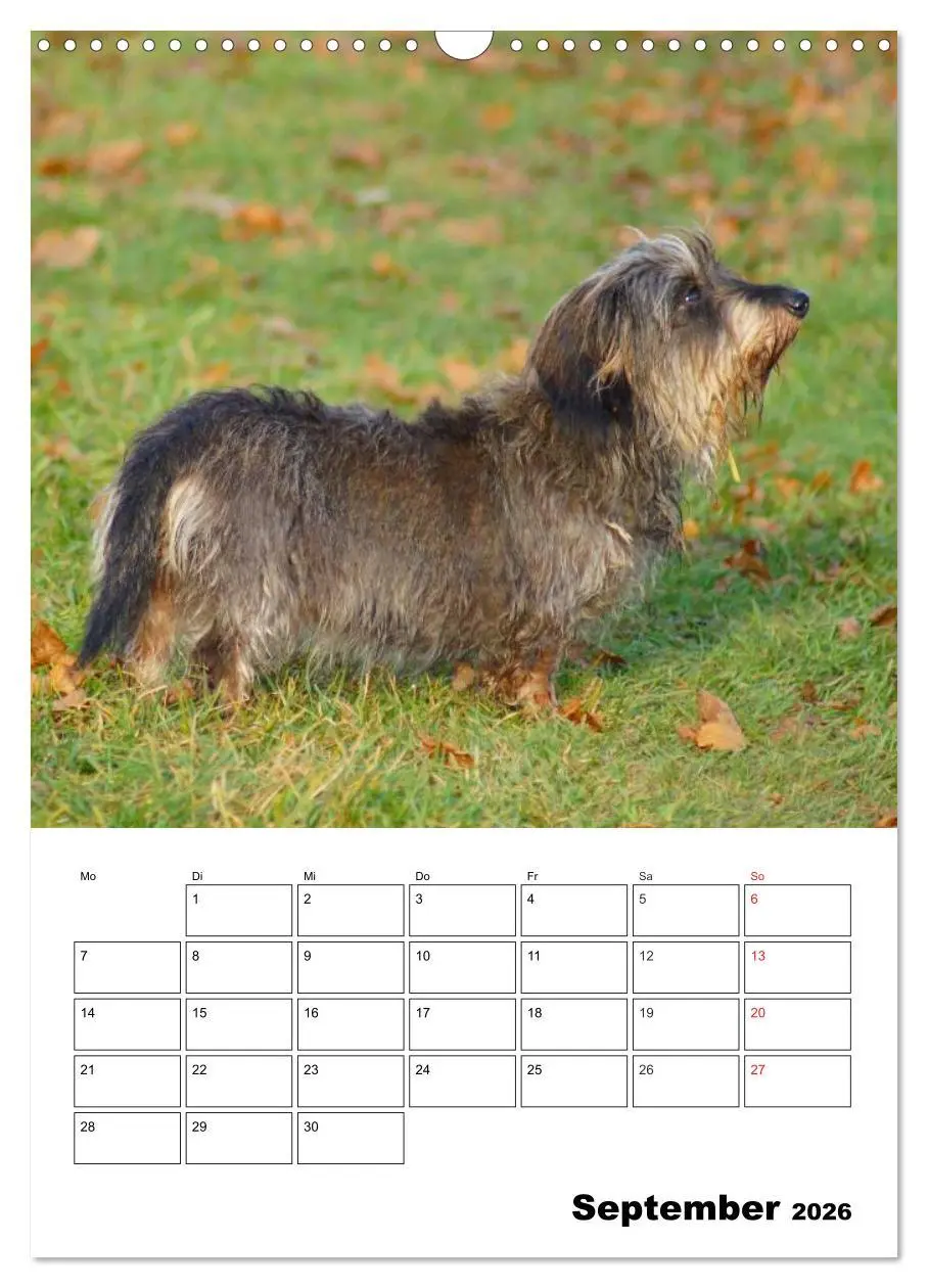 Bild: 9783516425307 | Liebenswerte Zwergrauhaardackel (Wandkalender 2026 DIN A3 hoch),...