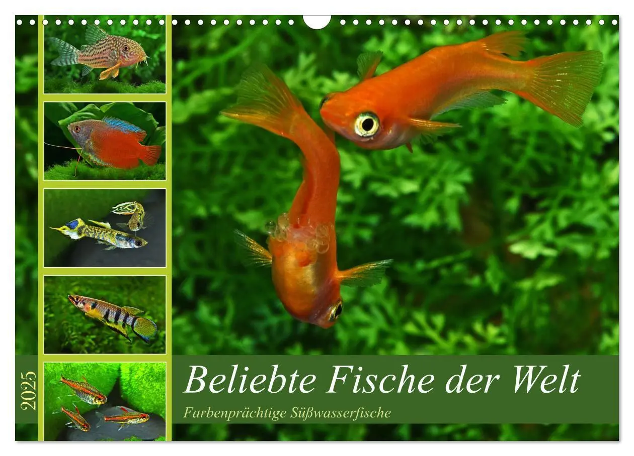Cover: 9783383905407 | Beliebte Fische der Welt (Wandkalender 2025 DIN A3 quer), CALVENDO...