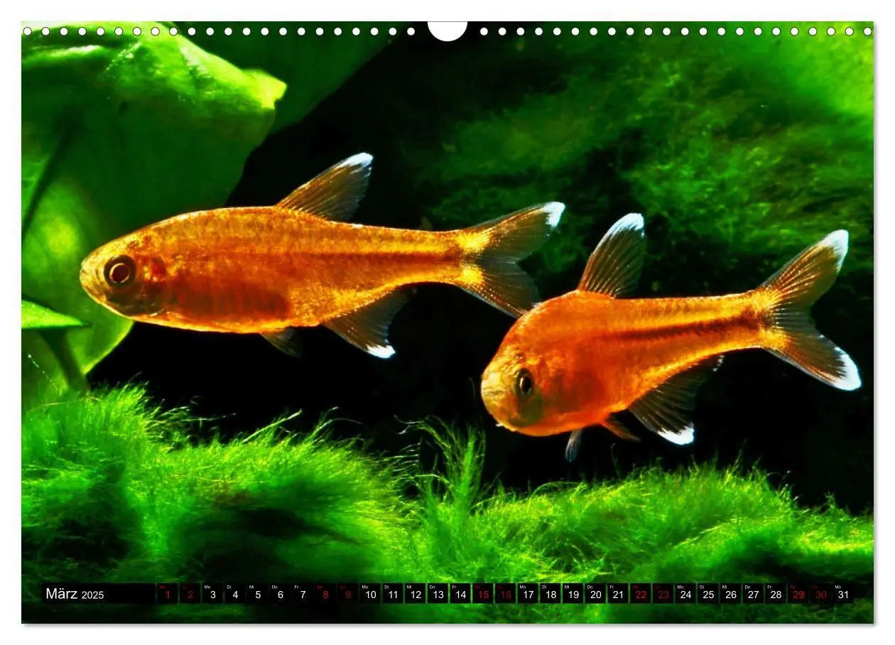 Bild: 9783383905407 | Beliebte Fische der Welt (Wandkalender 2025 DIN A3 quer), CALVENDO...