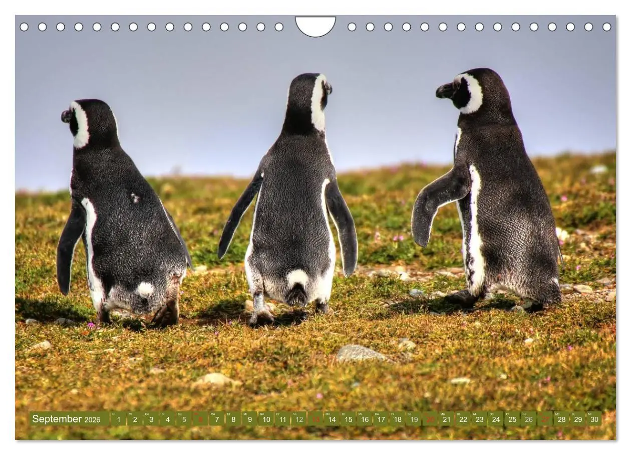 Bild: 9783457945407 | Wildes Patagonien - Abenteuer am Ende der Welt (Wandkalender 2026...