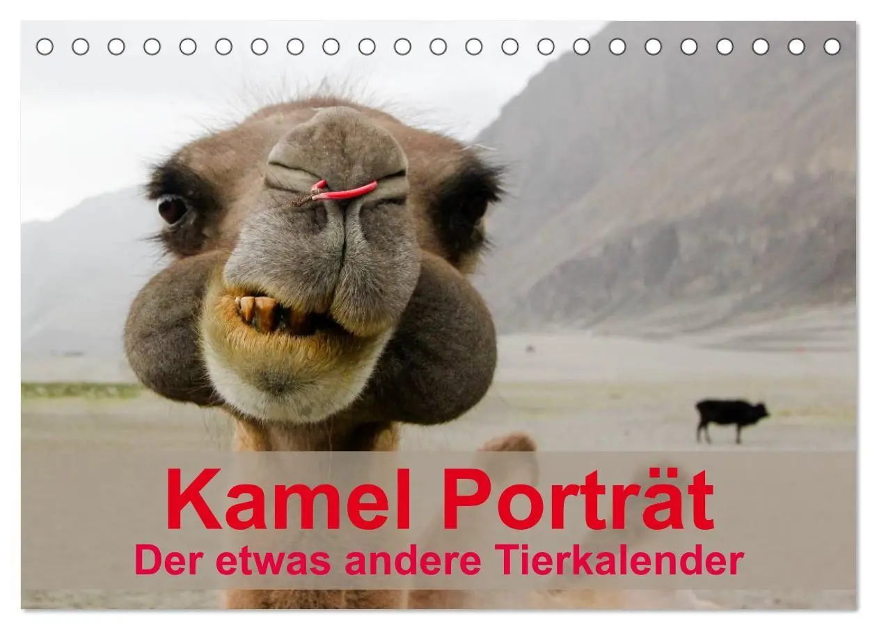 Cover: 9783594005507 | Kamel Porträt (Tischkalender 2027 DIN A5 quer), CALVENDO...