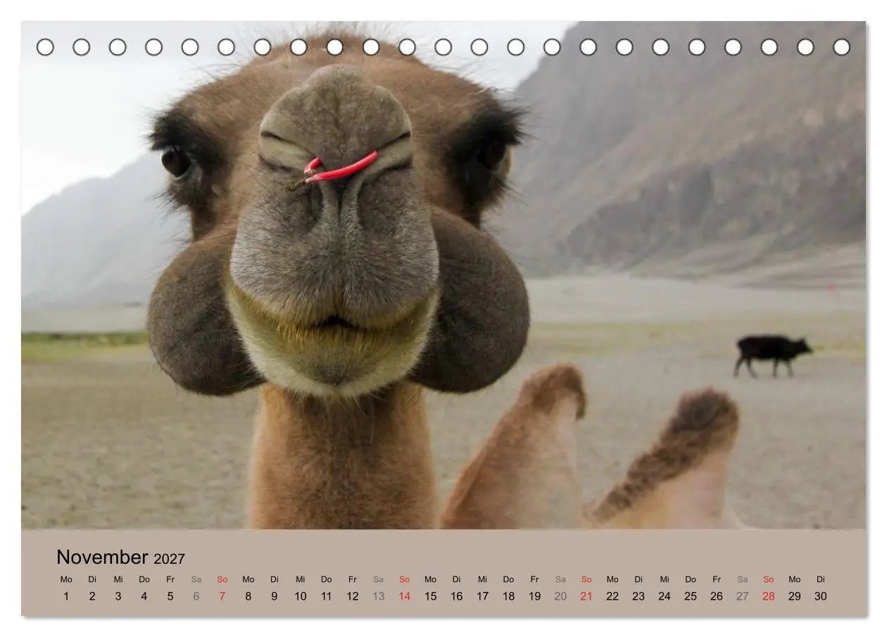Bild: 9783594005507 | Kamel Porträt (Tischkalender 2027 DIN A5 quer), CALVENDO...