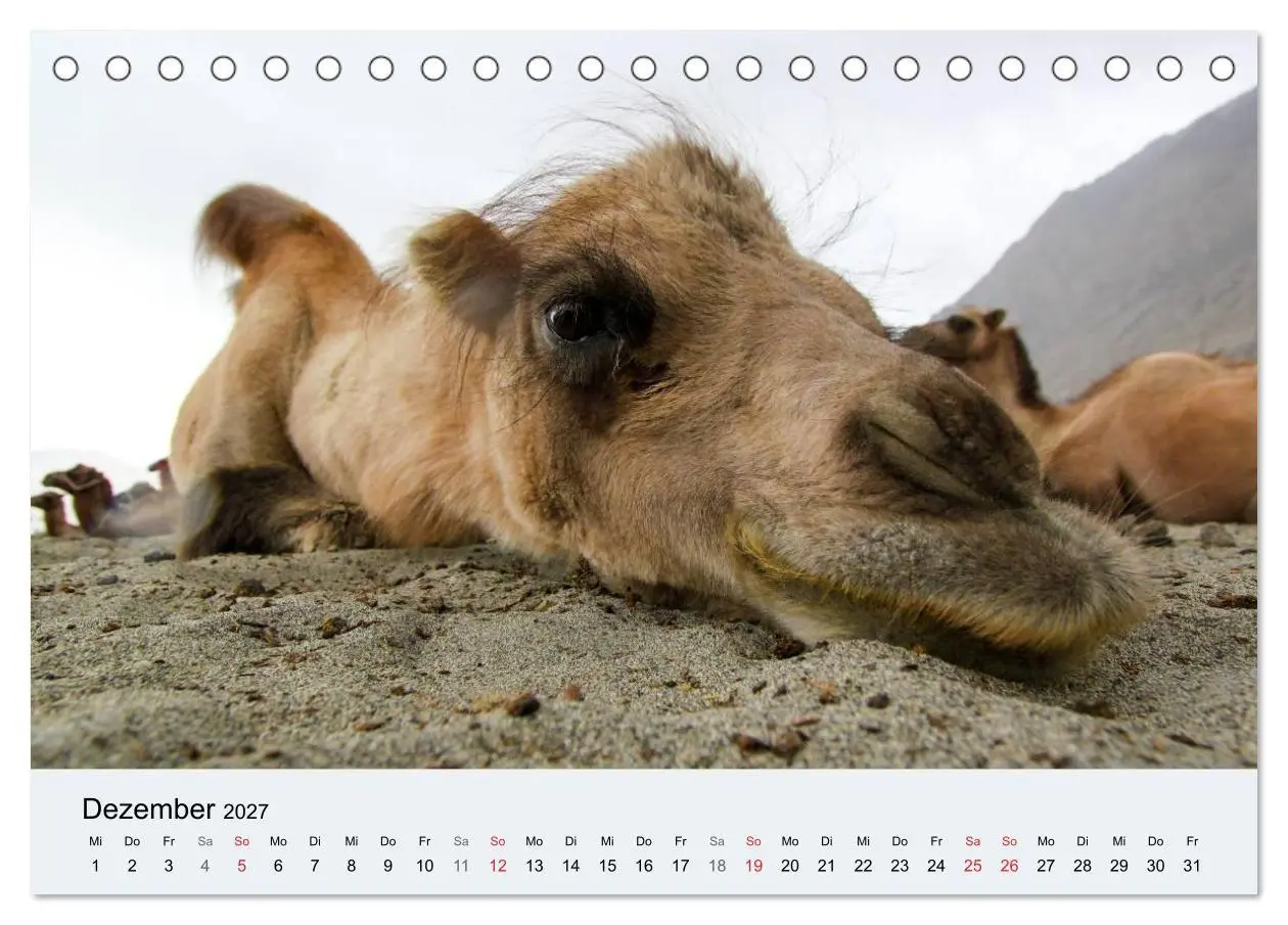 Bild: 9783594005507 | Kamel Porträt (Tischkalender 2027 DIN A5 quer), CALVENDO...