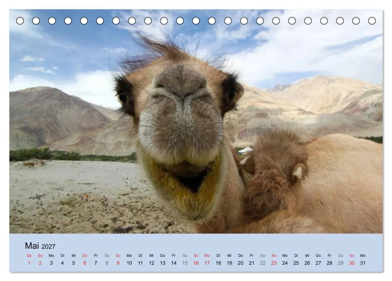 Bild: 9783594005507 | Kamel Porträt (Tischkalender 2027 DIN A5 quer), CALVENDO...