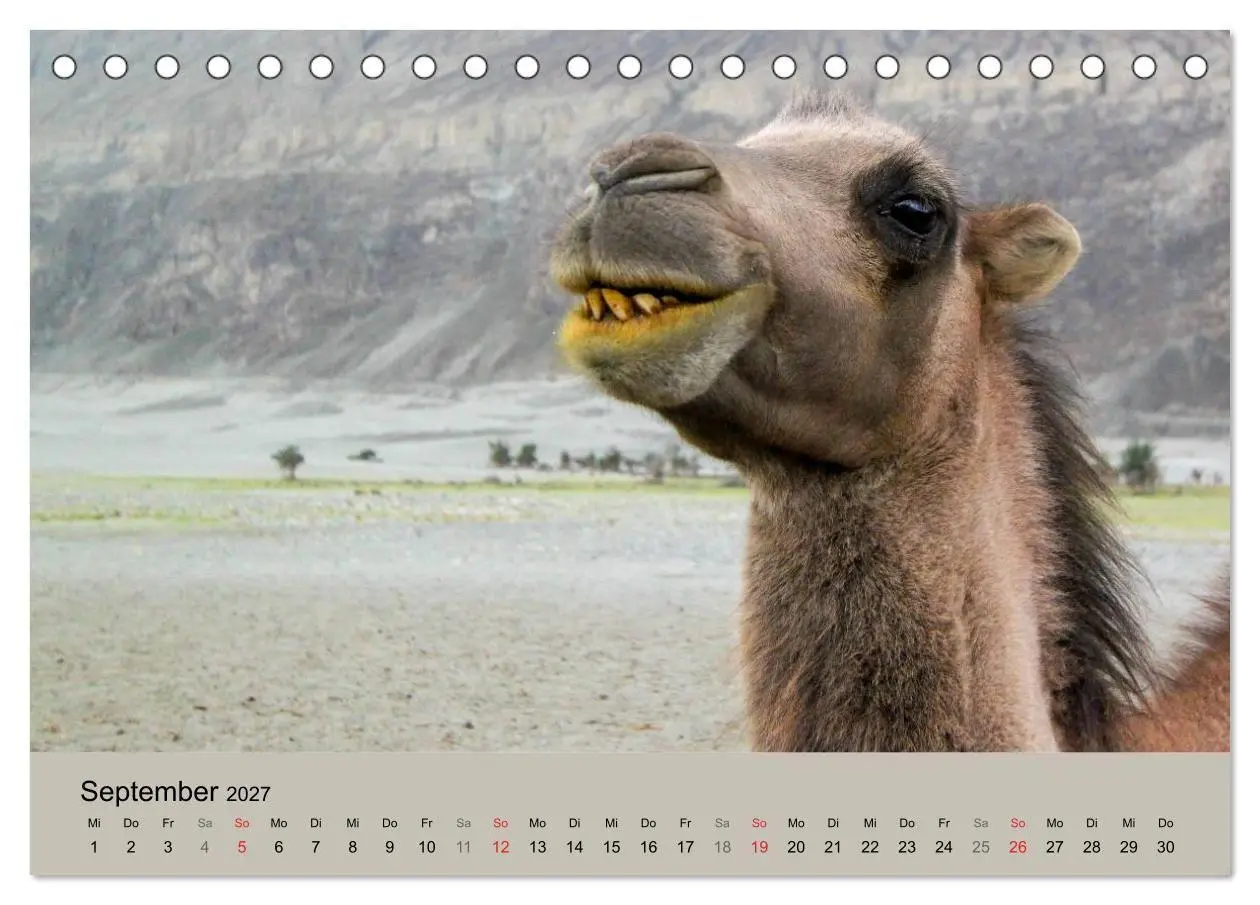 Bild: 9783594005507 | Kamel Porträt (Tischkalender 2027 DIN A5 quer), CALVENDO...