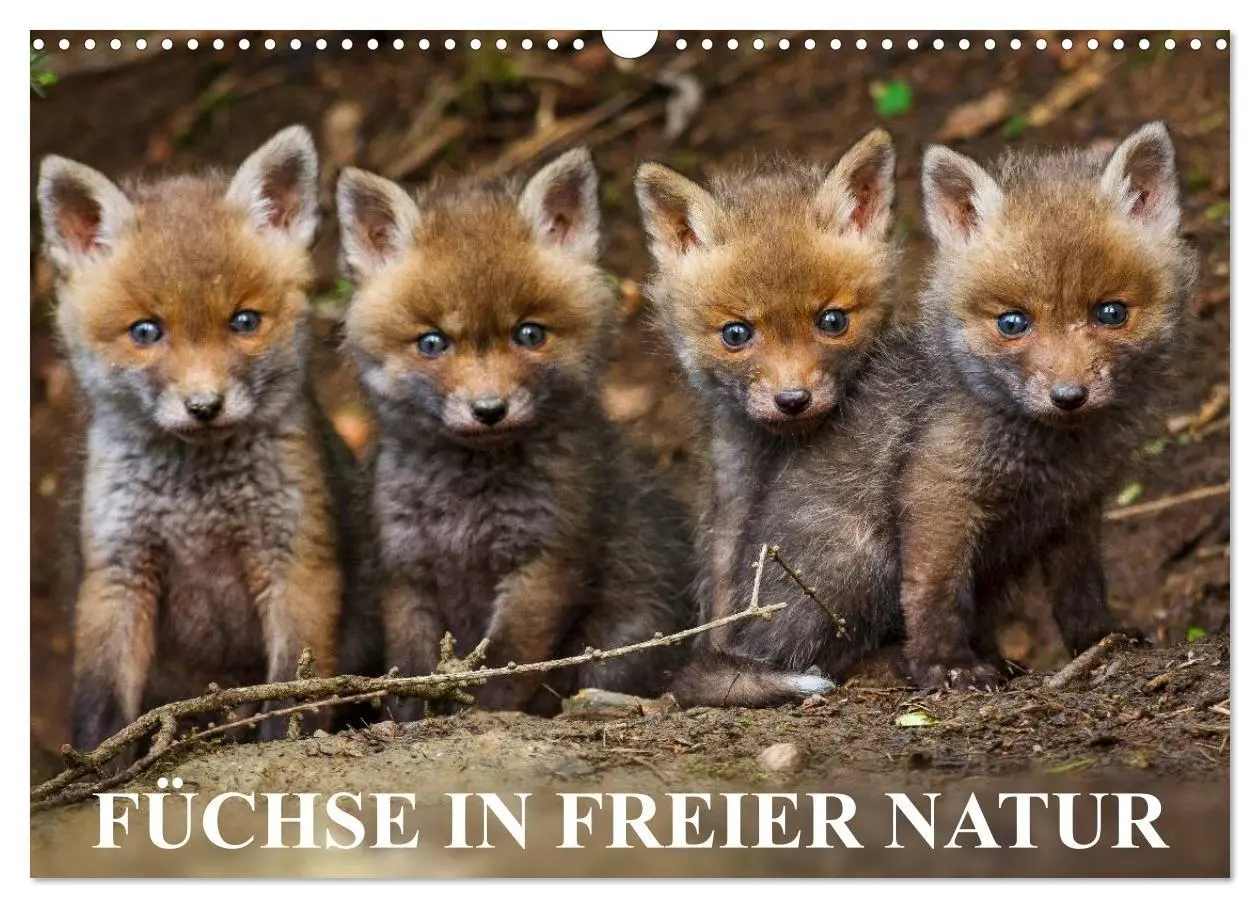 Cover: 9783594165607 | Füchse in freier Natur (Wandkalender 2027 DIN A3 quer), CALVENDO...