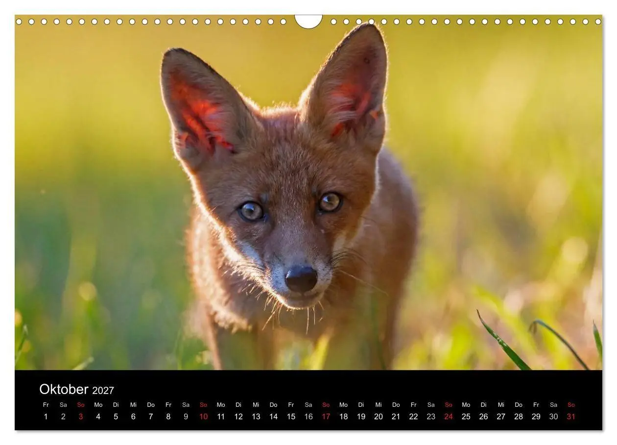 Bild: 9783594165607 | Füchse in freier Natur (Wandkalender 2027 DIN A3 quer), CALVENDO...