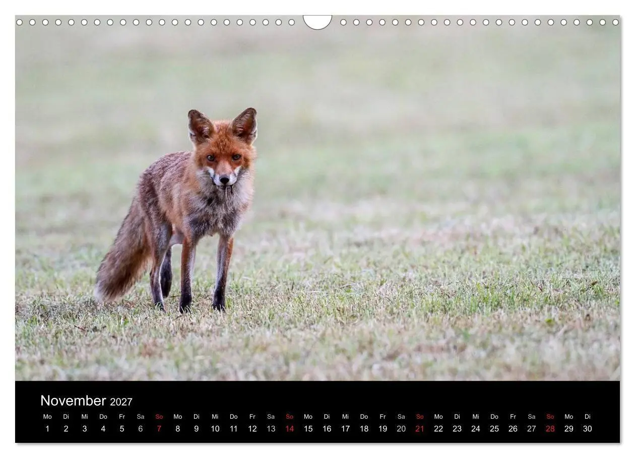 Bild: 9783594165607 | Füchse in freier Natur (Wandkalender 2027 DIN A3 quer), CALVENDO...