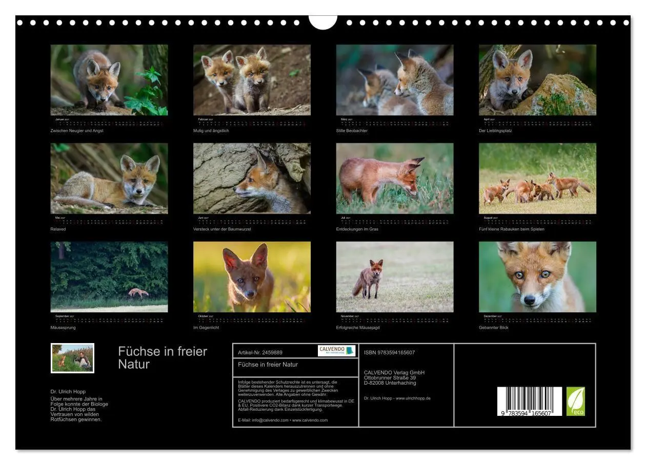 Bild: 9783594165607 | Füchse in freier Natur (Wandkalender 2027 DIN A3 quer), CALVENDO...