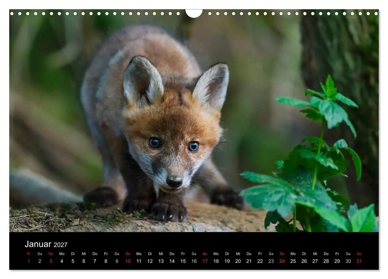 Bild: 9783594165607 | Füchse in freier Natur (Wandkalender 2027 DIN A3 quer), CALVENDO...