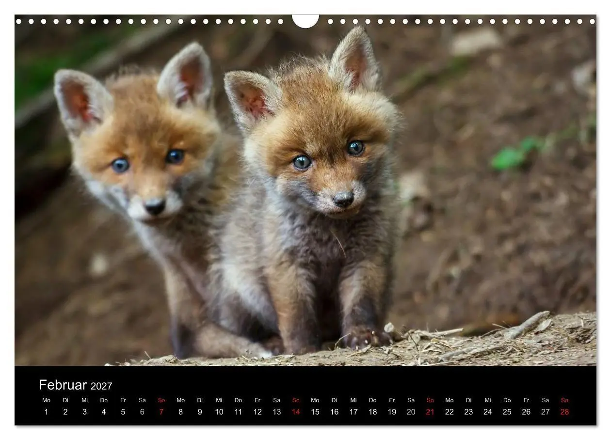 Bild: 9783594165607 | Füchse in freier Natur (Wandkalender 2027 DIN A3 quer), CALVENDO...