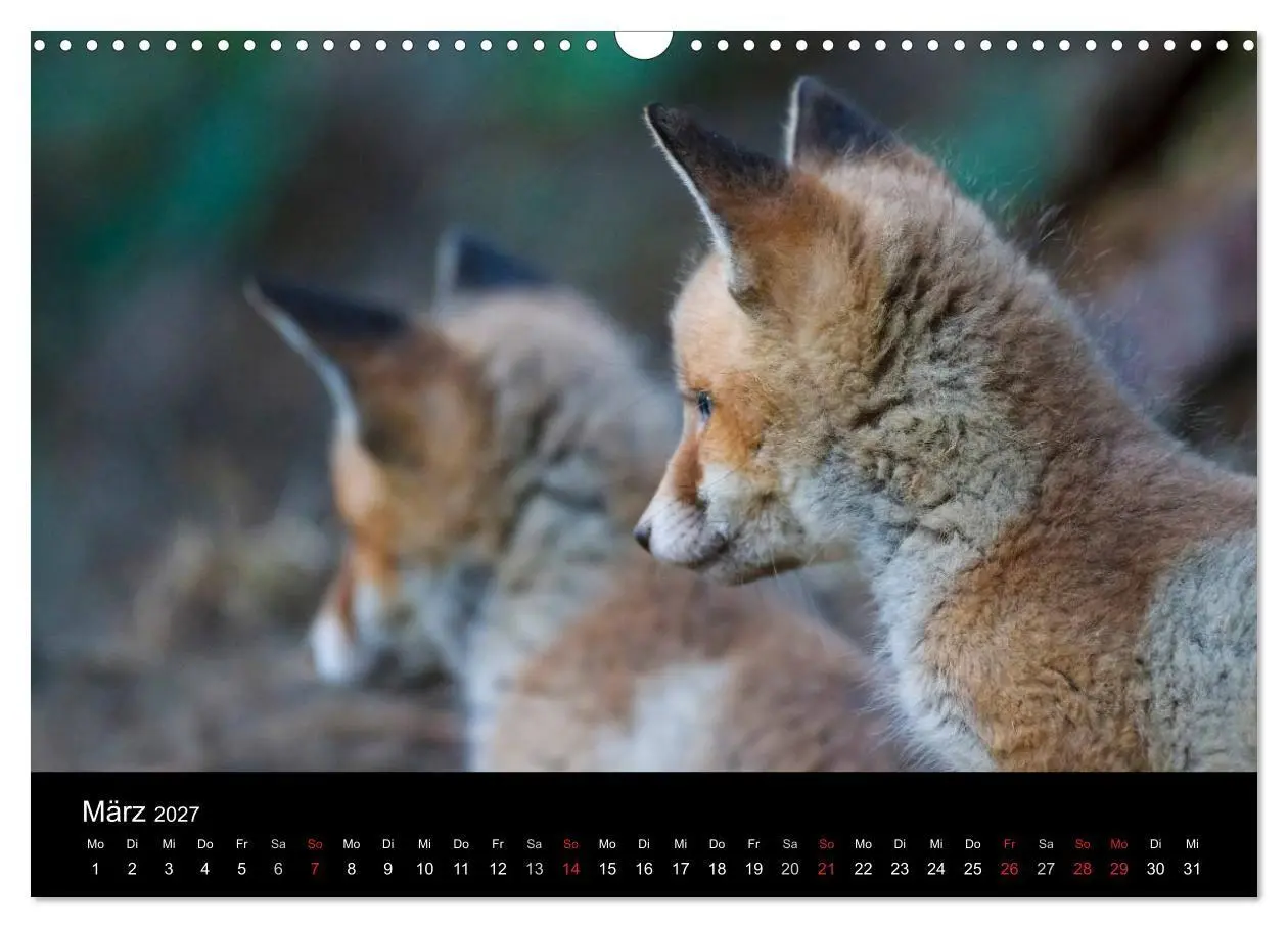 Bild: 9783594165607 | Füchse in freier Natur (Wandkalender 2027 DIN A3 quer), CALVENDO...