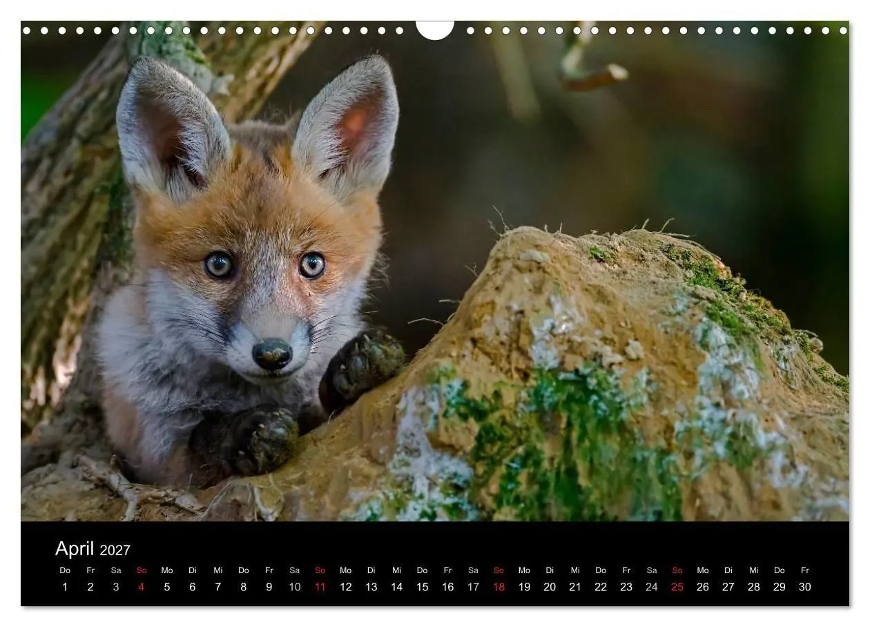 Bild: 9783594165607 | Füchse in freier Natur (Wandkalender 2027 DIN A3 quer), CALVENDO...