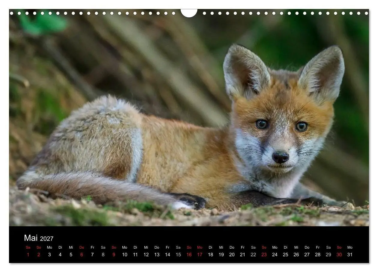 Bild: 9783594165607 | Füchse in freier Natur (Wandkalender 2027 DIN A3 quer), CALVENDO...