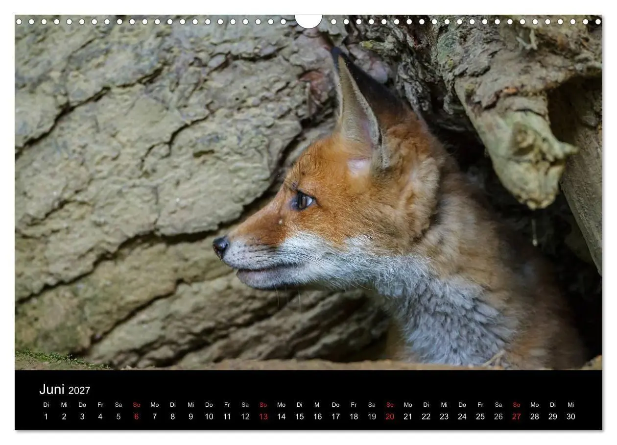 Bild: 9783594165607 | Füchse in freier Natur (Wandkalender 2027 DIN A3 quer), CALVENDO...