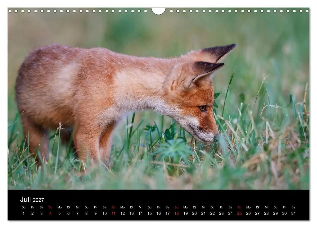Bild: 9783594165607 | Füchse in freier Natur (Wandkalender 2027 DIN A3 quer), CALVENDO...
