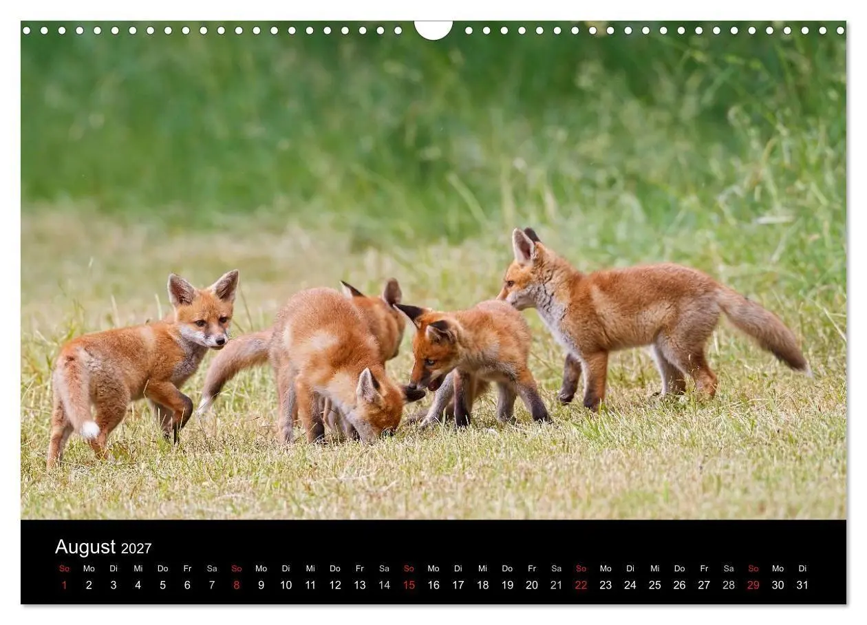 Bild: 9783594165607 | Füchse in freier Natur (Wandkalender 2027 DIN A3 quer), CALVENDO...