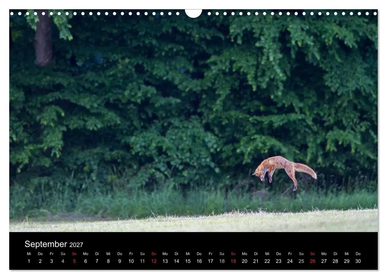 Bild: 9783594165607 | Füchse in freier Natur (Wandkalender 2027 DIN A3 quer), CALVENDO...