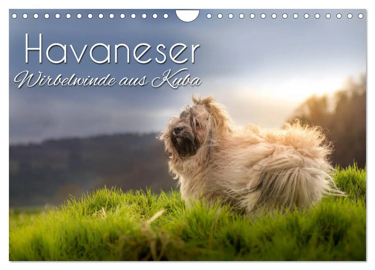 Cover: 9783457845707 | Havaneser - Wirbelwinde aus Kuba (Wandkalender 2026 DIN A4 quer),...