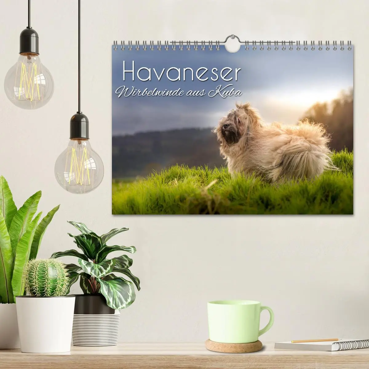 Bild: 9783457845707 | Havaneser - Wirbelwinde aus Kuba (Wandkalender 2026 DIN A4 quer),...