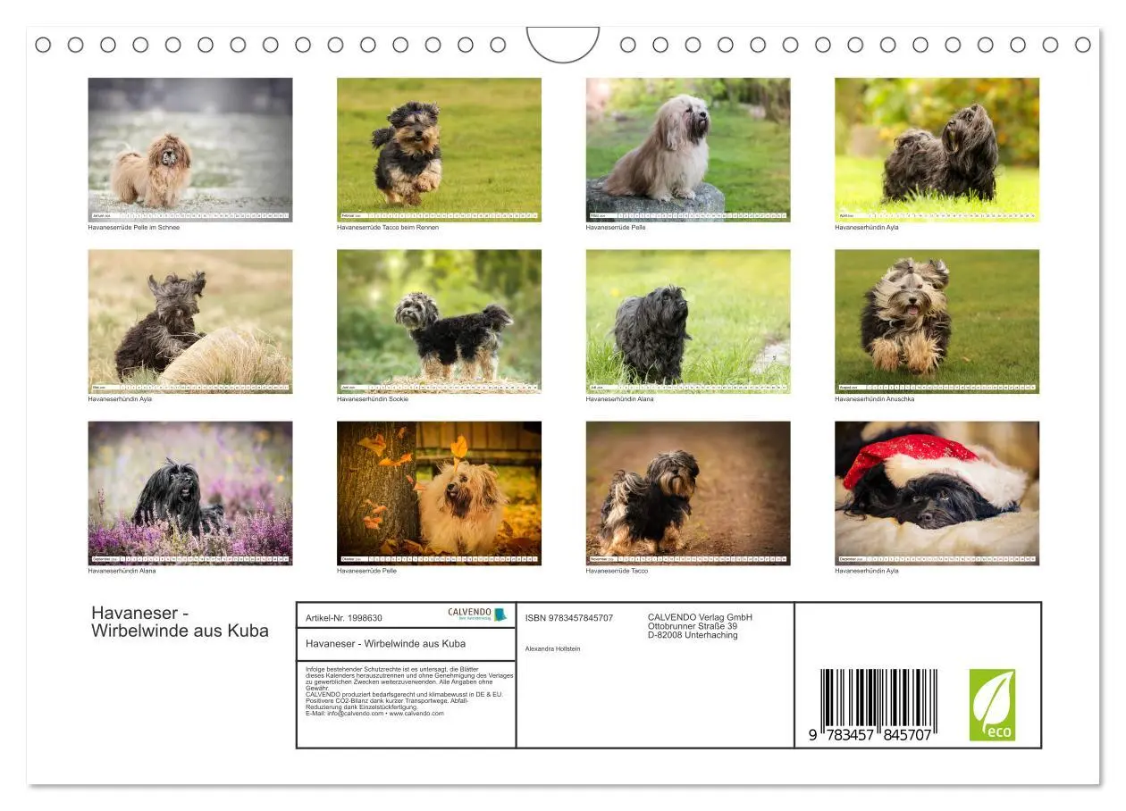 Bild: 9783457845707 | Havaneser - Wirbelwinde aus Kuba (Wandkalender 2026 DIN A4 quer),...