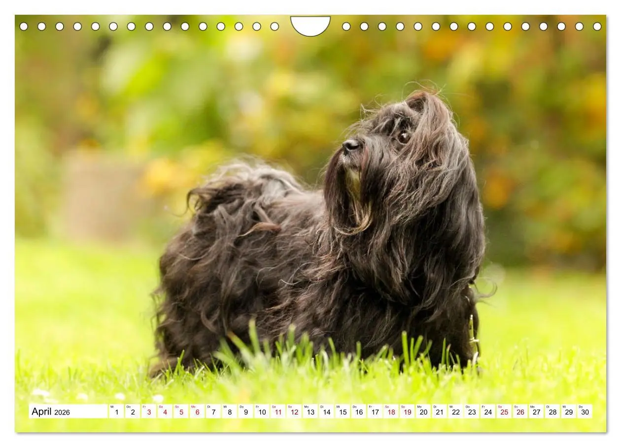 Bild: 9783457845707 | Havaneser - Wirbelwinde aus Kuba (Wandkalender 2026 DIN A4 quer),...