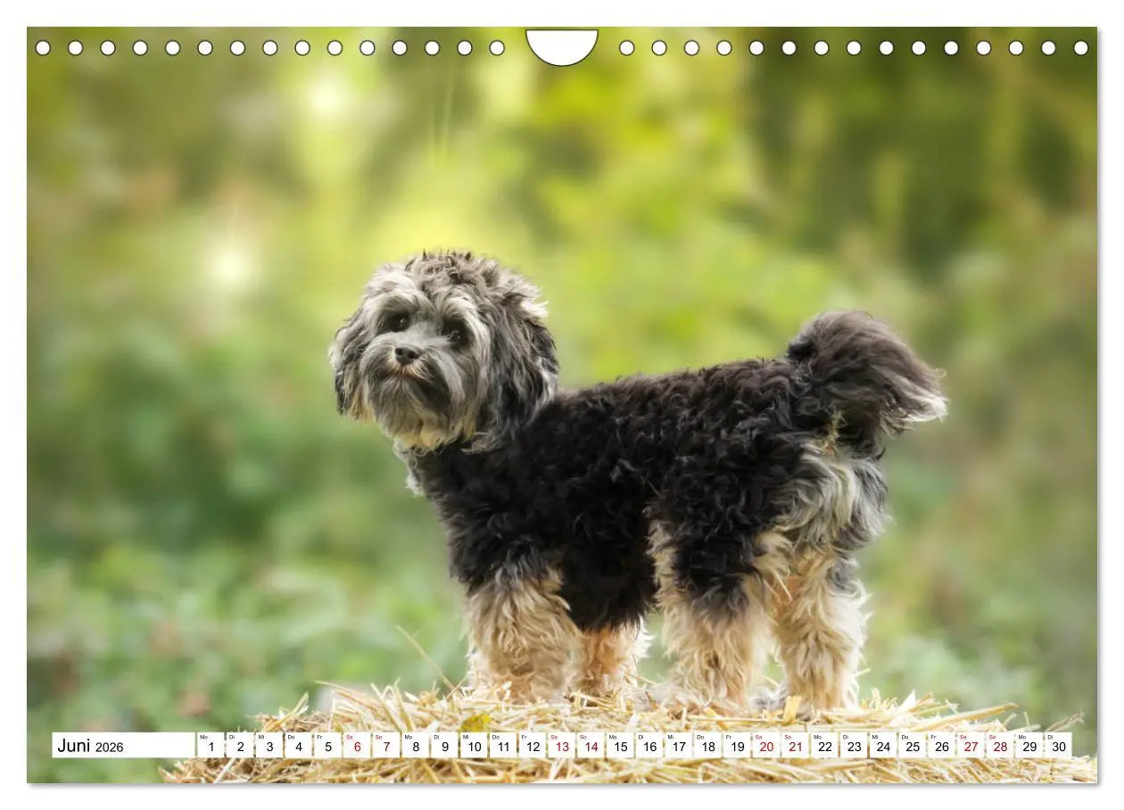 Bild: 9783457845707 | Havaneser - Wirbelwinde aus Kuba (Wandkalender 2026 DIN A4 quer),...