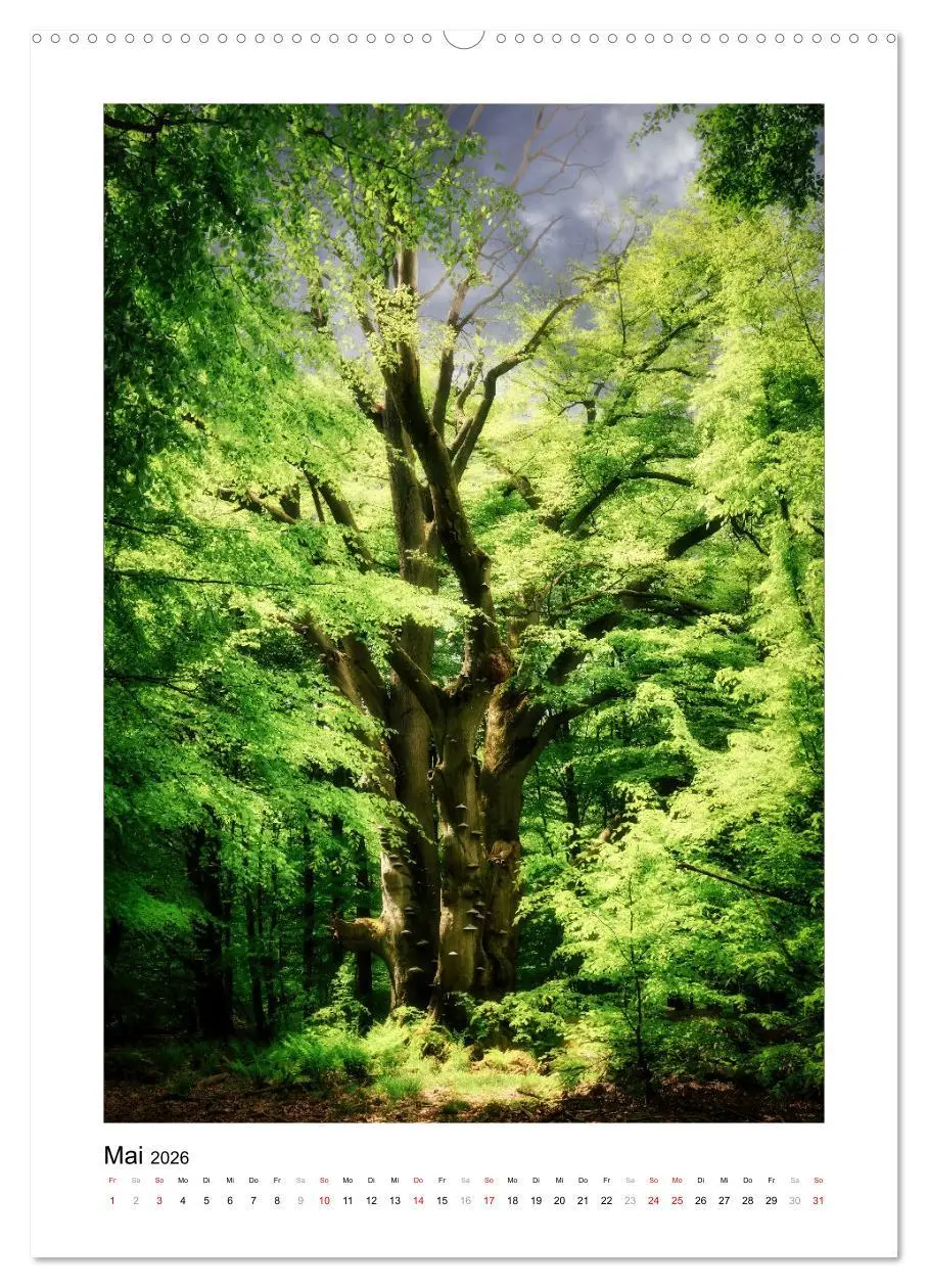 Bild: 9783516315707 | Märchenhaft mystisch (hochwertiger Premium Wandkalender 2026 DIN A2...
