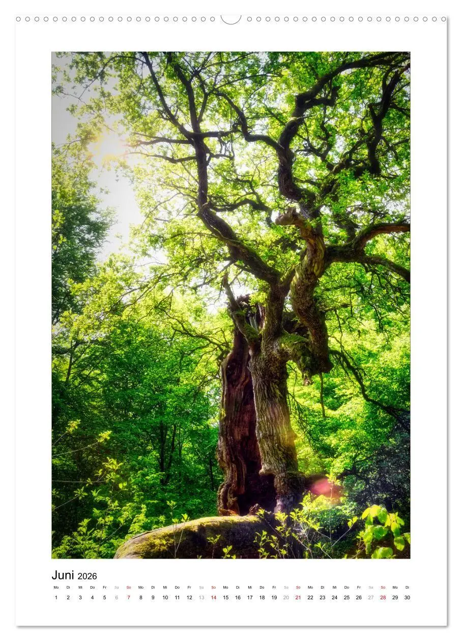 Bild: 9783516315707 | Märchenhaft mystisch (hochwertiger Premium Wandkalender 2026 DIN A2...