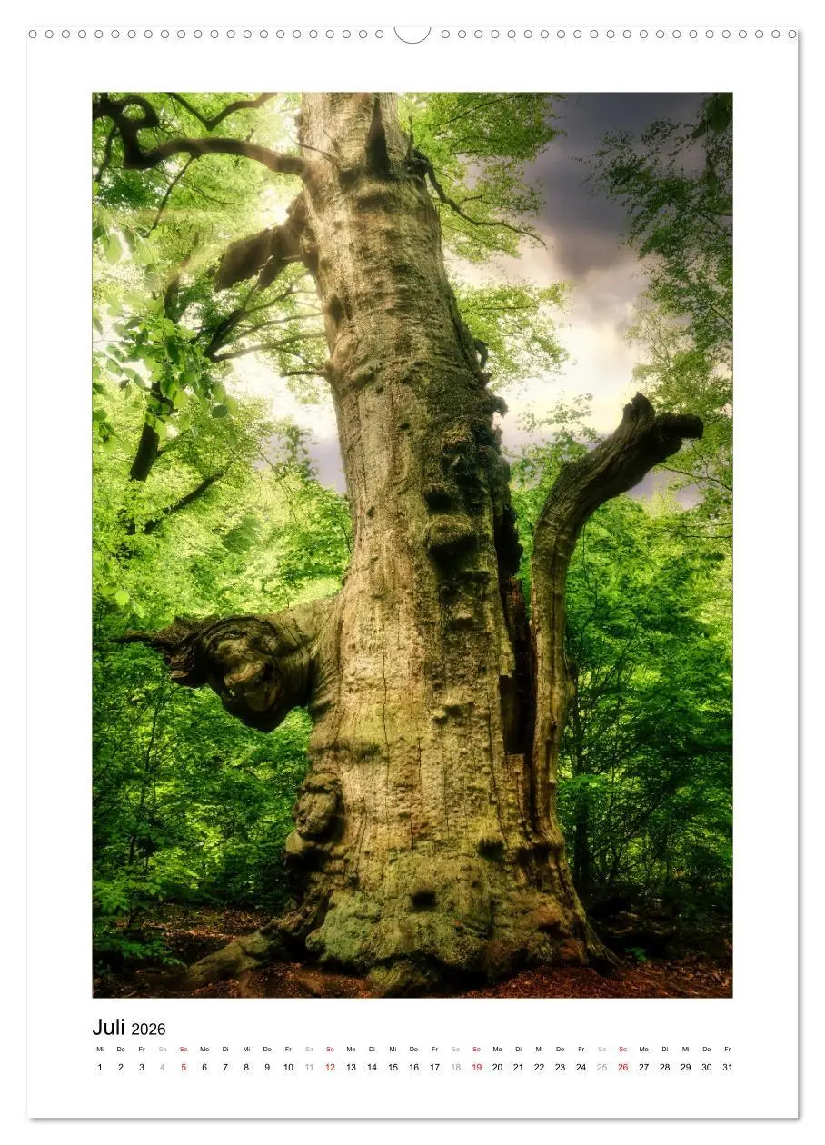 Bild: 9783516315707 | Märchenhaft mystisch (hochwertiger Premium Wandkalender 2026 DIN A2...
