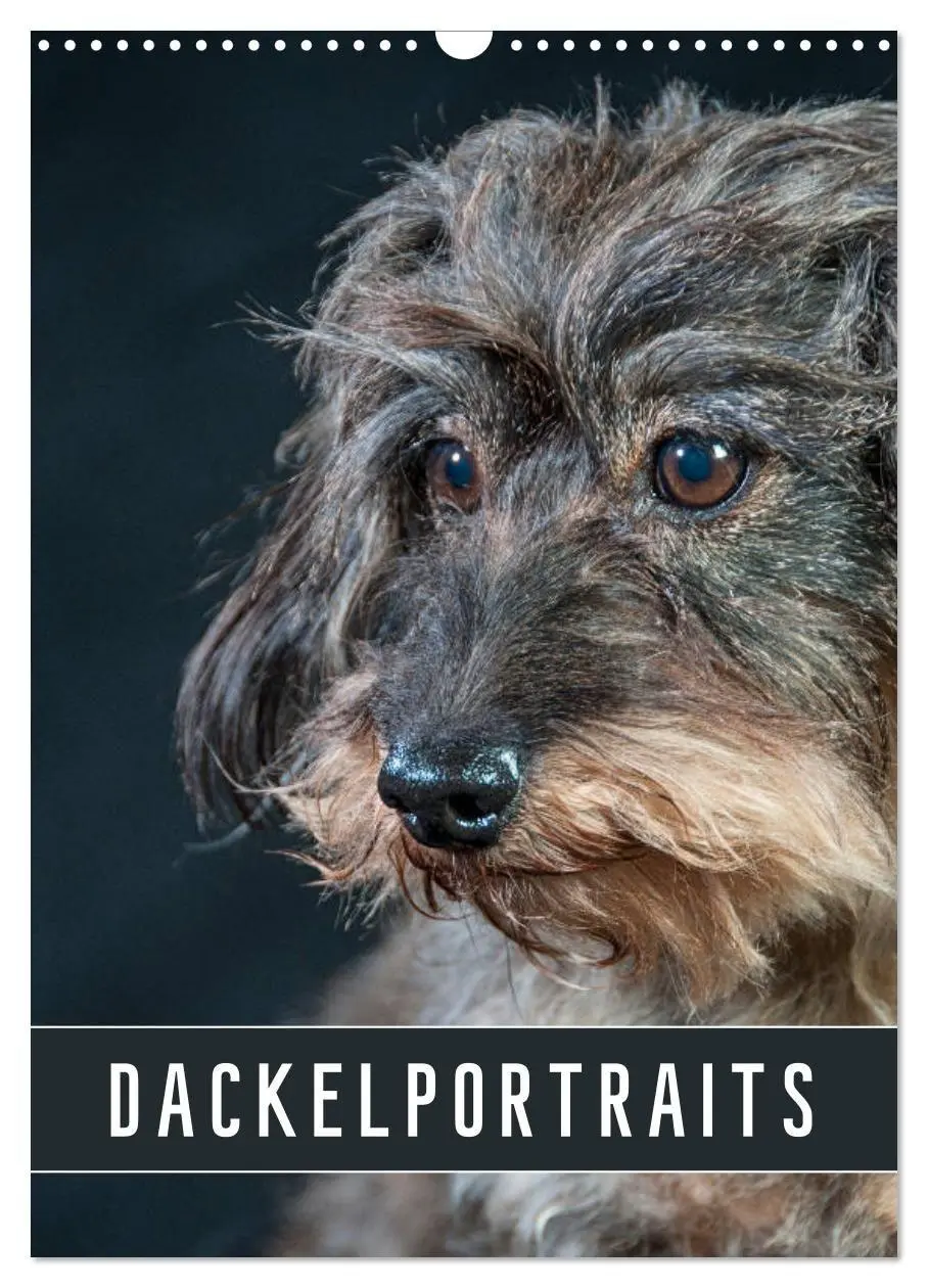 Cover: 9783569705807 | Dackelportraits (Wandkalender 2027 DIN A3 hoch), CALVENDO...
